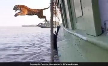 At Sunderbans, Tiger Jumping From Boat Reminds Internet Of "Life Of Pie"