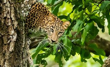 Leopard Falls To Its Death While Climbing Tree With Prey At Pench Reserve