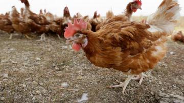Bird flu drives free-range hens indoors to protect poultry
