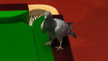 World Snooker Championship: Pigeon disrupts play at the Crucible