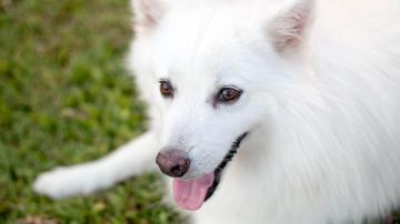 Your Dog's White Fur Can Be Even Whiter