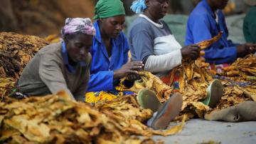 Zimbabwe's tobacco rebounds amid worries over health, labor
