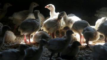 First case of human bird flu infection confirmed in Colorado