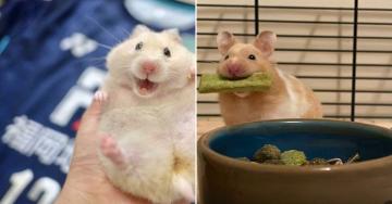 There’s never a bad time to look at adorable hamsters (31 Photos)