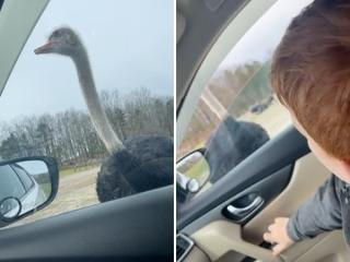 Rolling down your kid’s window for an ostrich is what good parents do (Video)