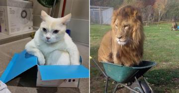 It doesn’t matter where, cats will sit there (34 Photos)