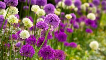 How to Grow an Edible Flower Garden