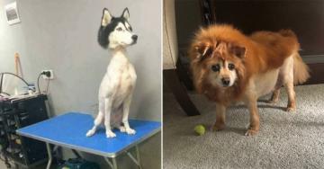They went to the groomer and picked up a whole different pet (34 Photos)