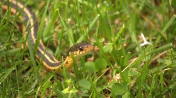 You Can Design Your Garden to Deter Snakes