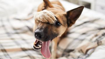 Stop Enabling Your Dog's Bad Behavior