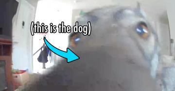 Dog notorious for eating the house FINALLY gets caught on camera