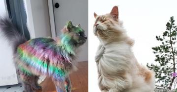 The aura of these cats implies a level of wizardry afoot (32 Photos)