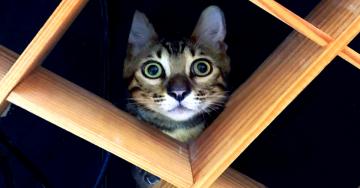 Cats in high places or ‘death from above’? (32 Photos)