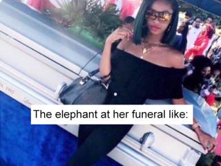 Elephant tramples woman, shows up at her funeral, and now it’s an insane meme