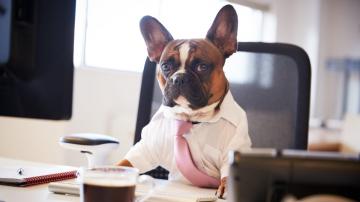 How to Bring Your Dog to Work Without Being a Jerk