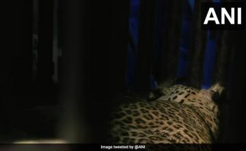 Leopard Enters Washroom Of Mumbai School, Rescued By Forest Department