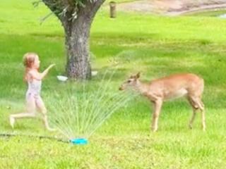 Bambi is FAWNd of running through a sprinkler (Video)