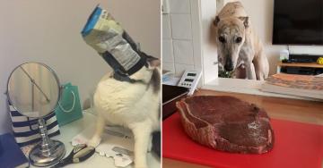 Pets caught stealing red-pawed (30 Photos)