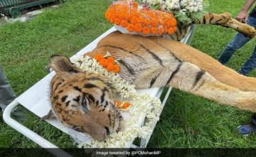 At 25 Years And 10 Months, Royal Bengal Tiger "Raja" Dies