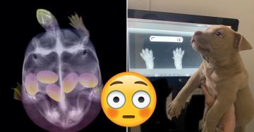 No one could have prepared me for these fascinating x-ray images (25 Photos)