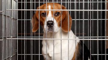 How to Adopt One of the 4,000 Beagles Rescued From a Breeding Facility
