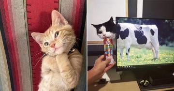 Cats will make you earn their love but these memes won’t (30 Photos)