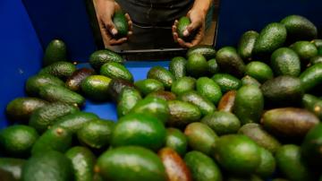 2nd state in Mexico begins avocado exports to U.S. market