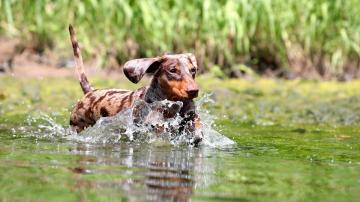 Don't Let Your Dog Swim in Green Water