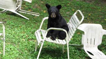 How to Keep a Bear Out of Your House (and What to Do If One Gets In)