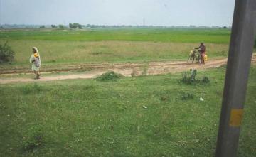 Bihar's Nilgai, Wild Boar Culling Plan Amid Crop Damage In Some Districts