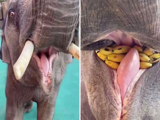 The inside of an elephant’s mouth looks just like a… you know (Video)
