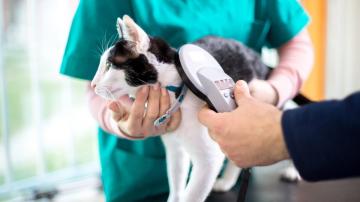 Keep These Things Updated on Your Pet's Microchip (and How to Do It)