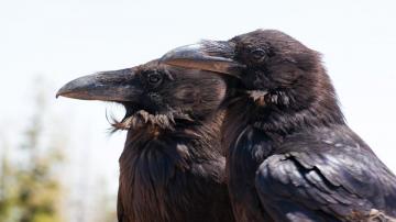 How to Befriend Crows and Turn Them Against Your Enemies