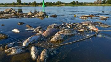 Poland: 'Huge' amounts of chemical waste dumped into river