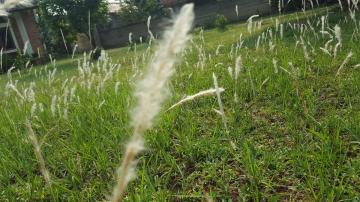 How to Stop Cogongrass Weeds From Taking Over Your Yard, Too