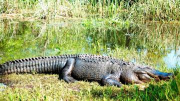 Person killed in alligator attack in South Carolina