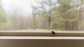 How to Keep Stink Bugs Out of Your Home This Fall