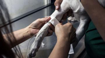 Mysterious illness killing dogs in one state: Officials