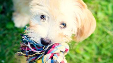 Hypoallergenic Dogs Don't Exist, But These Breeds Are the Most Allergy-Friendly
