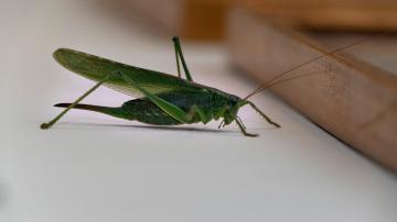 The Difference Between Grasshoppers and Crickets (and How to Prevent Both From Invading Your Home This Fall)