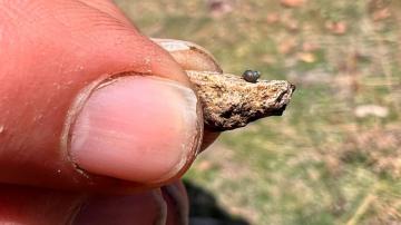 Endangered status sought for snail near Nevada lithium mine