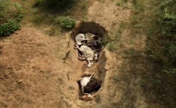 Drone Pics Show Dead Cattle, Lumpy Skin Disease Concerns Grow: 10 Facts