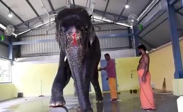 Won't Return Elephant Joymala To Assam: Tamil Nadu Tells Madras High Court