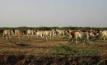 126 Cattle Die, 25 Districts Affected By Lumpy Virus In Maharashtra