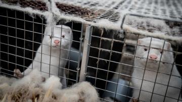 Denmark to allow 'significantly reduced' mink production