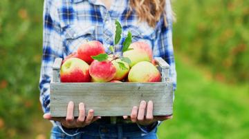 Avoid 'Pick-Your-Own' Apple Orchards If Your Goal Is Saving Money
