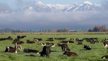 New Zealand proposes taxing cow burps, angering farmers