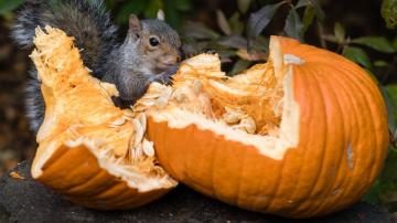 How to Keep Squirrels From Destroying Your Pumpkins