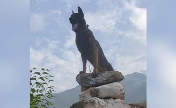 Army Dog, Who Helped Kill 2 Terrorists In Kashmir, Dies