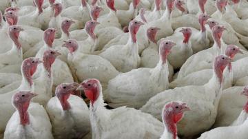 Fighting food poisoning: Sweeping poultry changes proposed